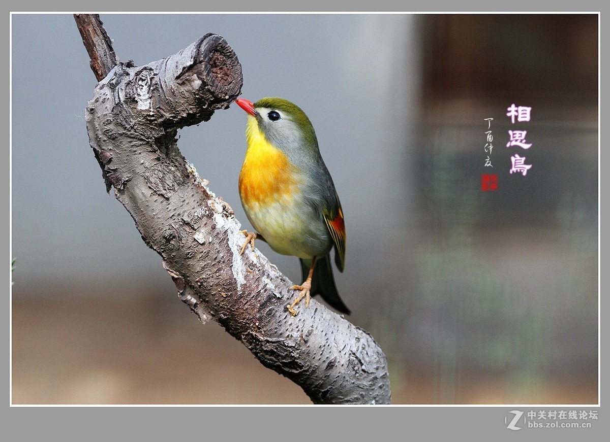 #佳能月赛-人与自然#-人见人爱的相思鸟