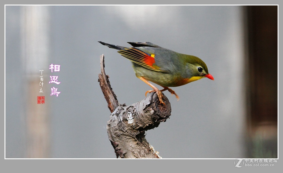 #佳能月赛-人与自然#-人见人爱的相思鸟