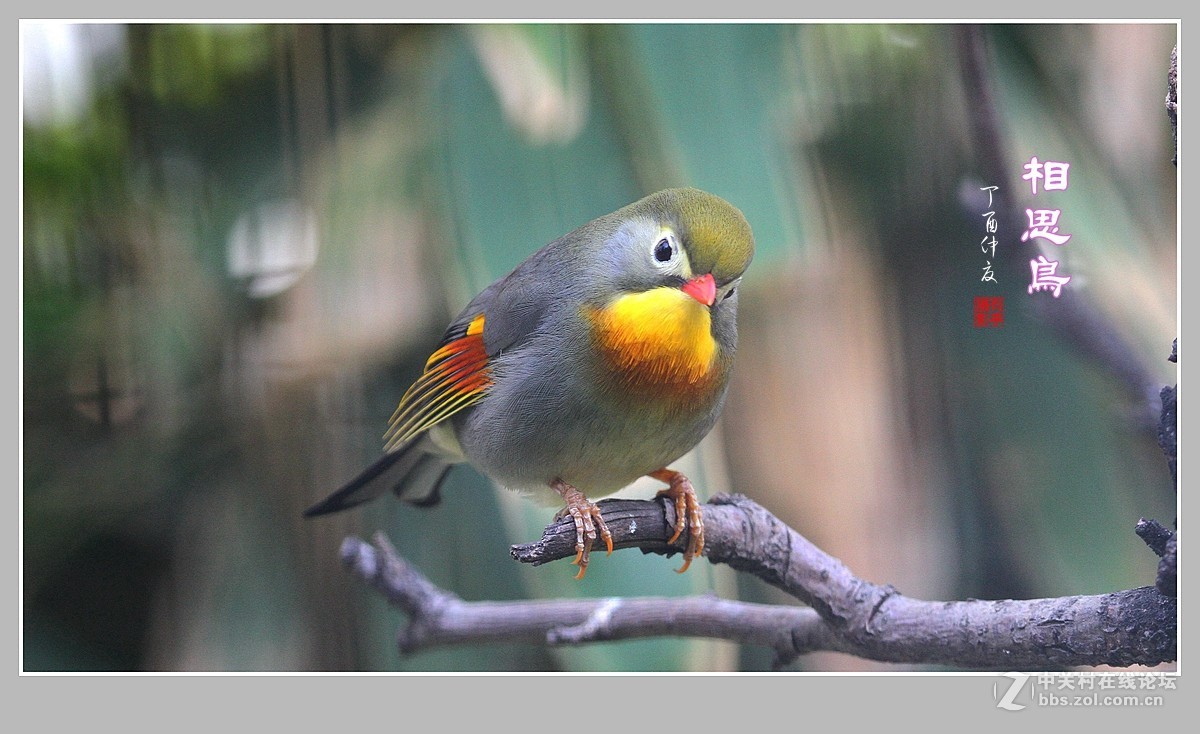 #佳能月赛-人与自然#-人见人爱的相思鸟