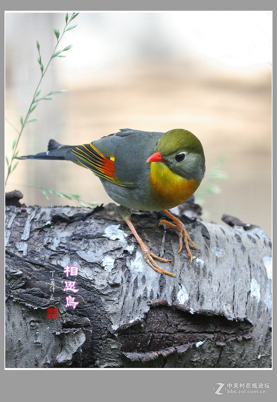#佳能月赛-人与自然#-人见人爱的相思鸟