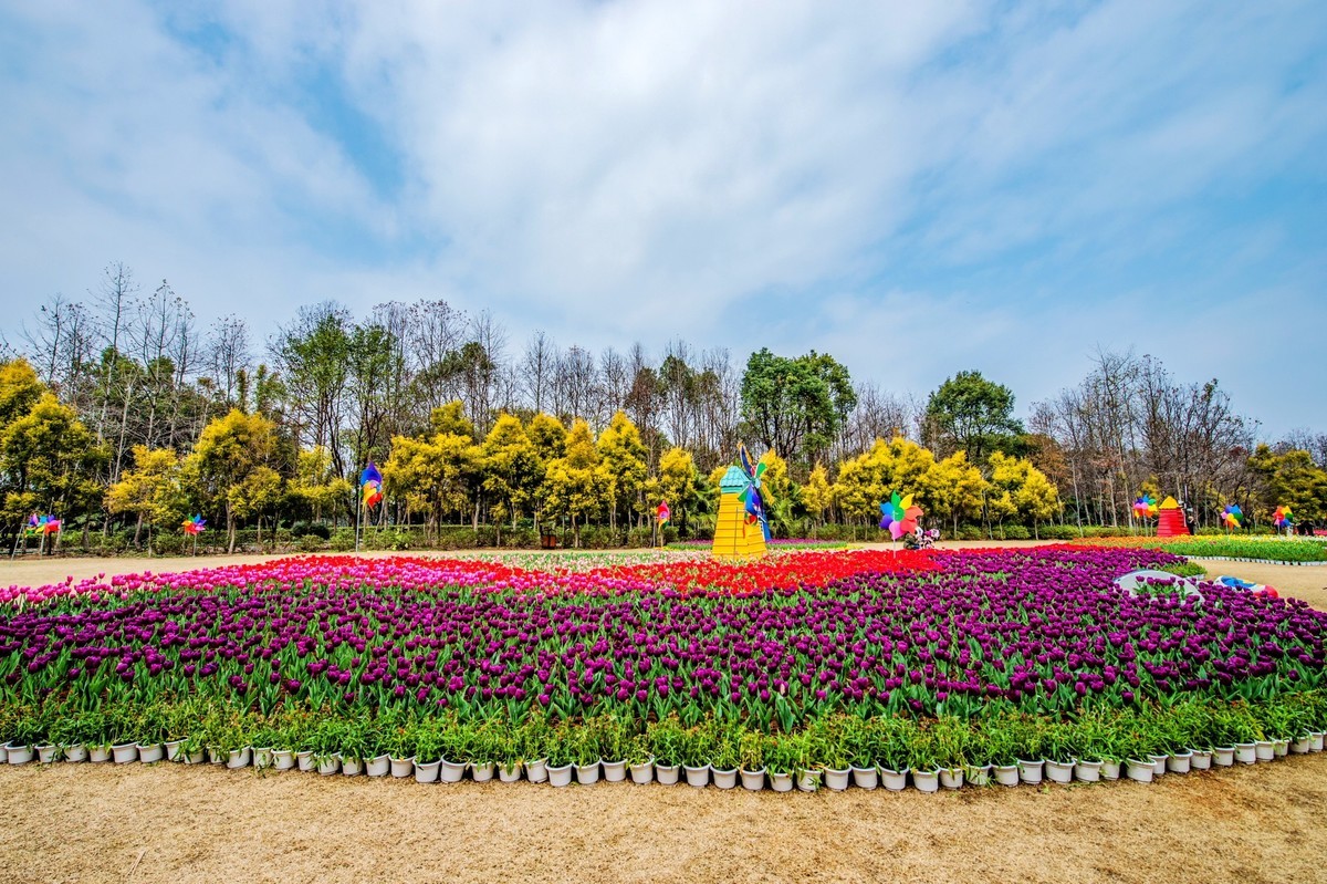 春节花场随拍续