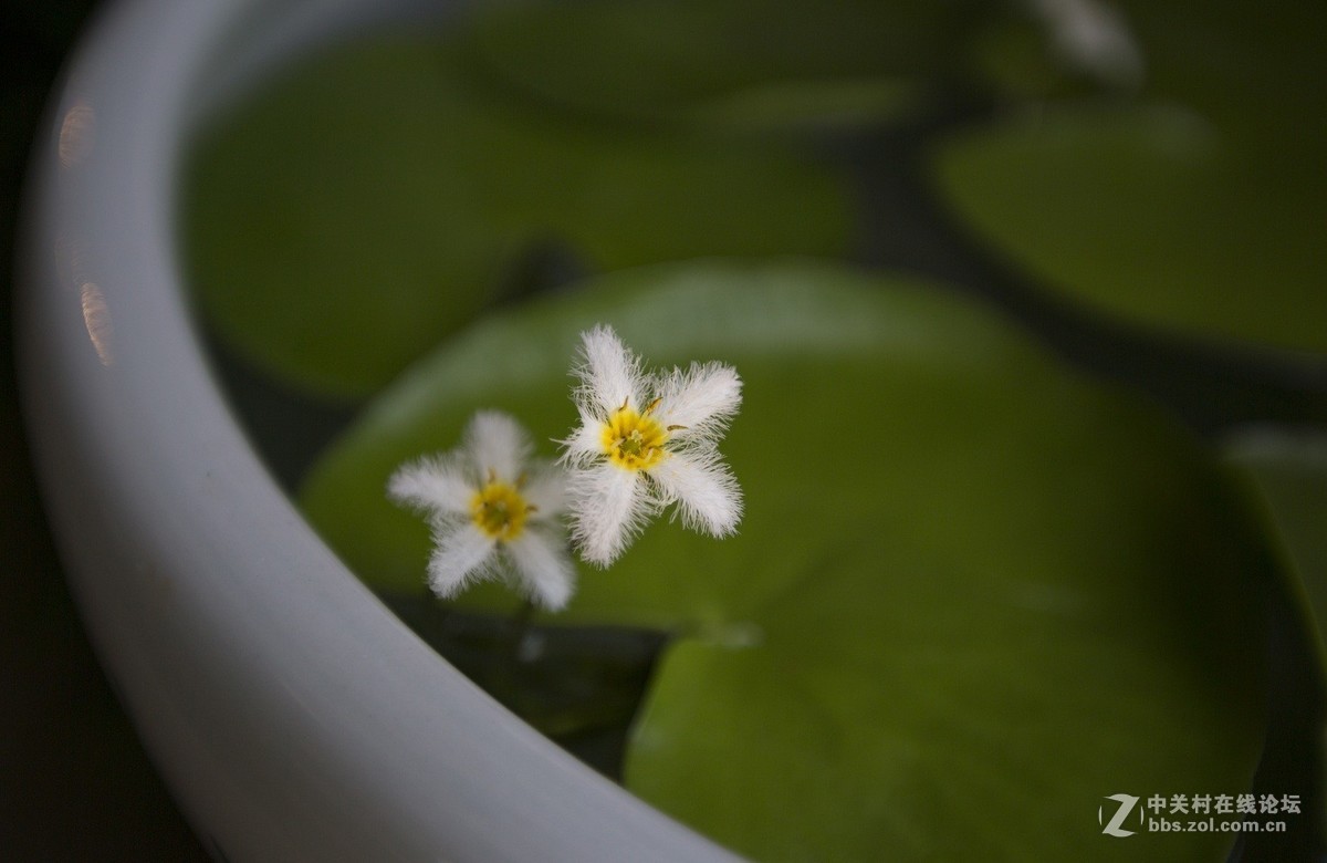 那些花儿-龙潭公园