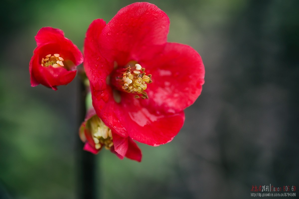 原本花期3-5月的贴梗海棠反季节开花