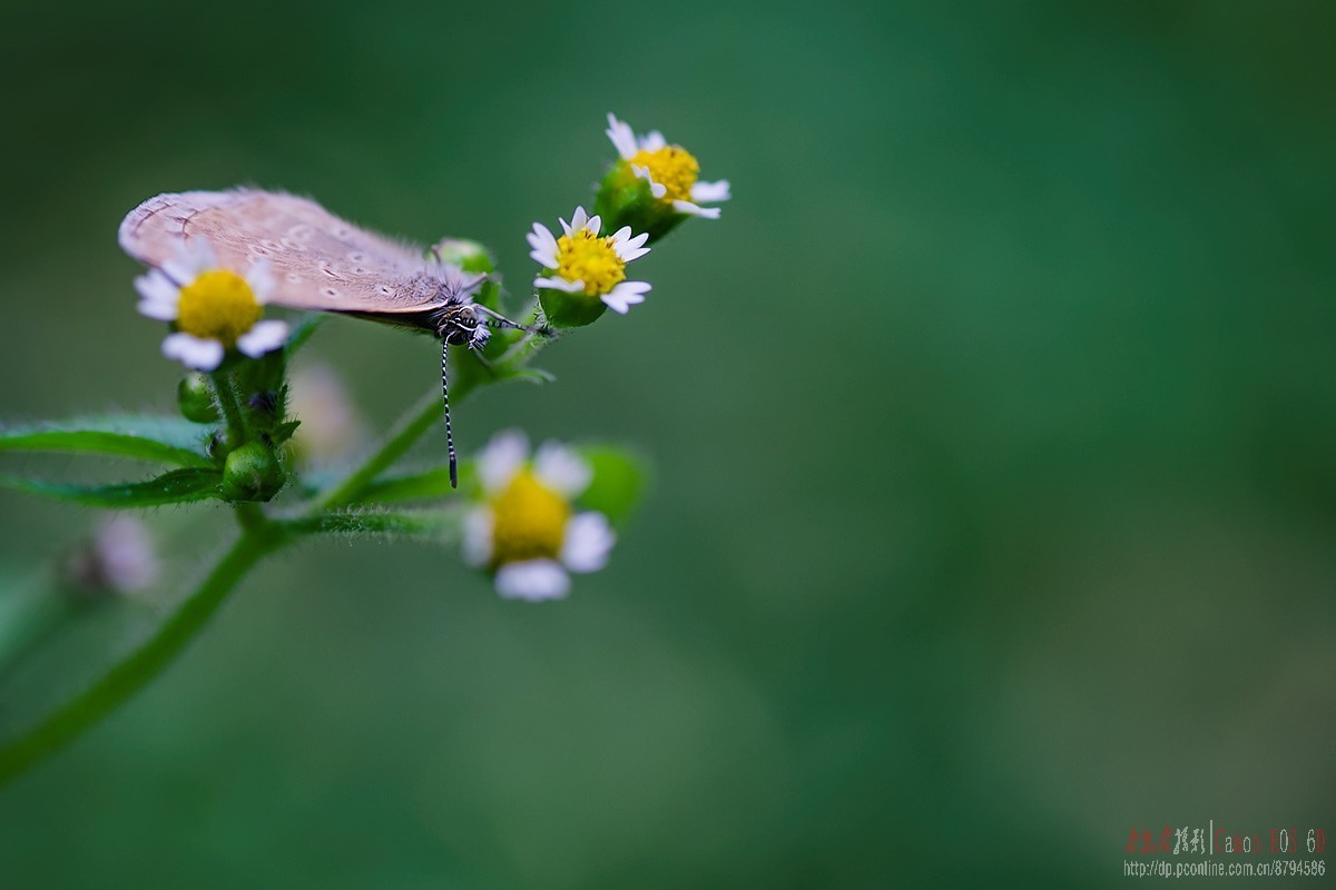 原本花期3-5月的贴梗海棠反季节开花