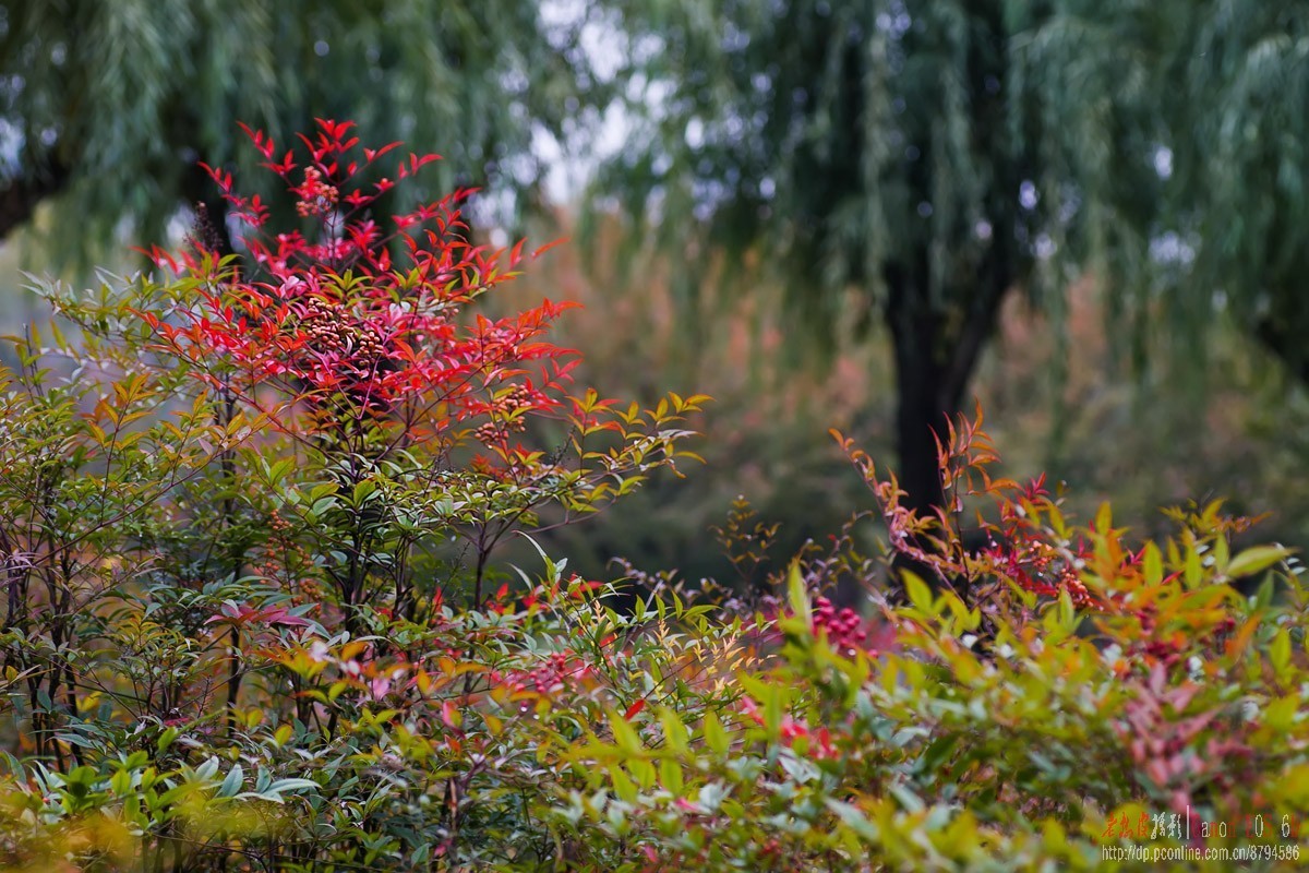 原本花期3-5月的贴梗海棠反季节开花