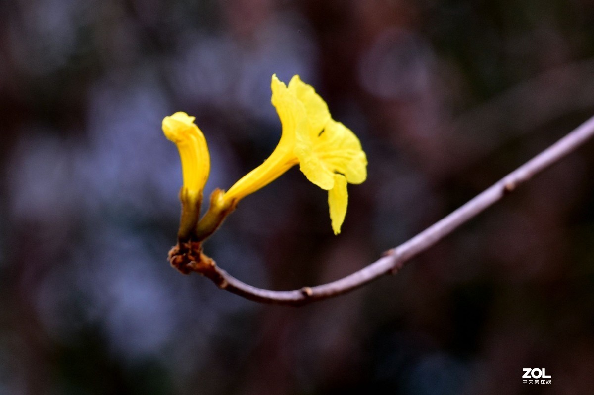 2020大年初一随拍