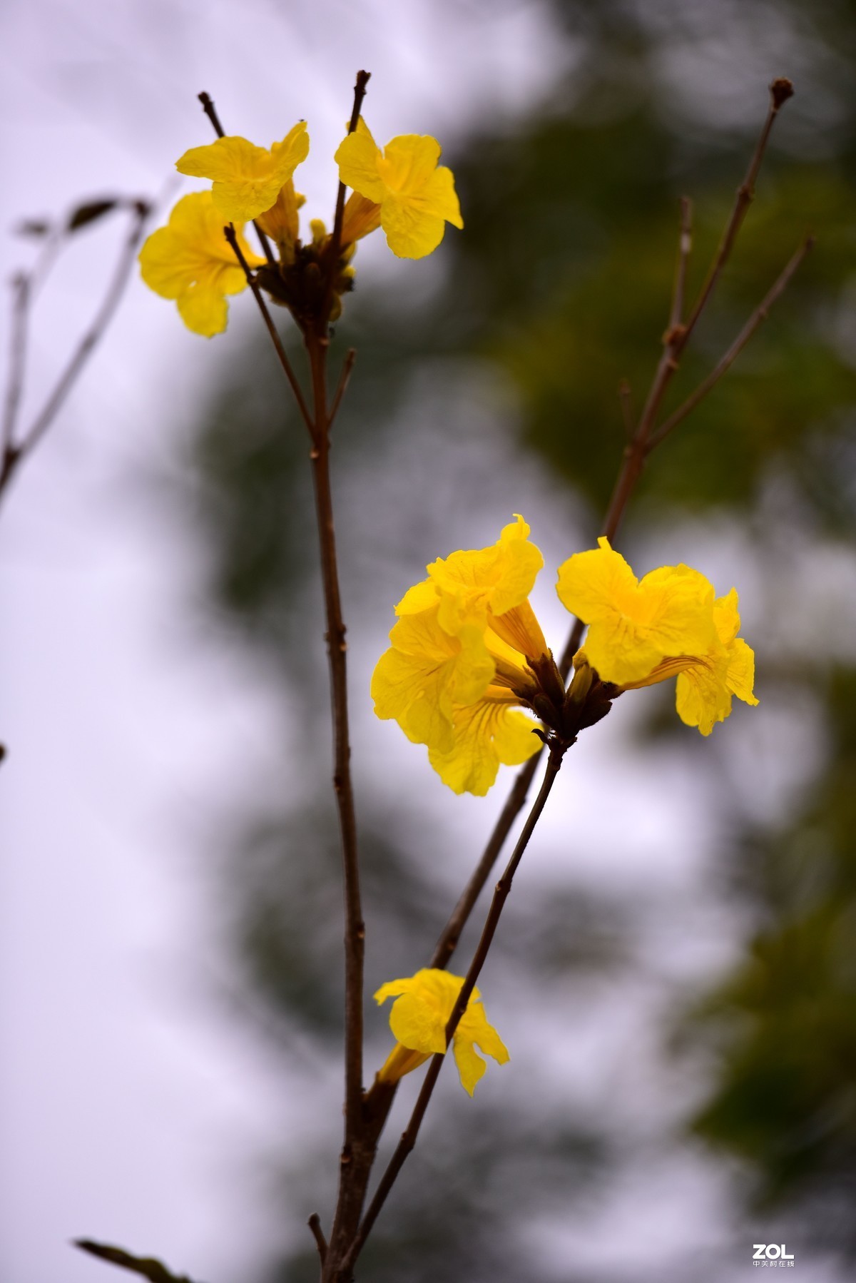 2020大年初一随拍