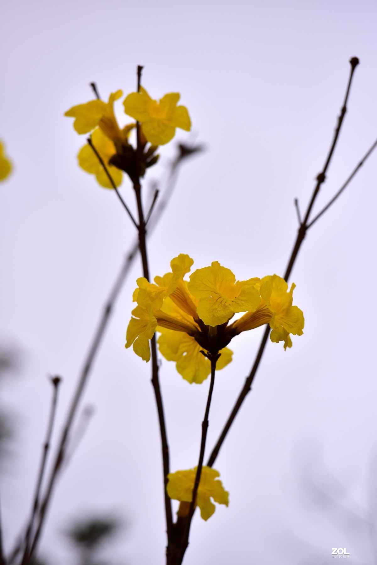 2020大年初一随拍