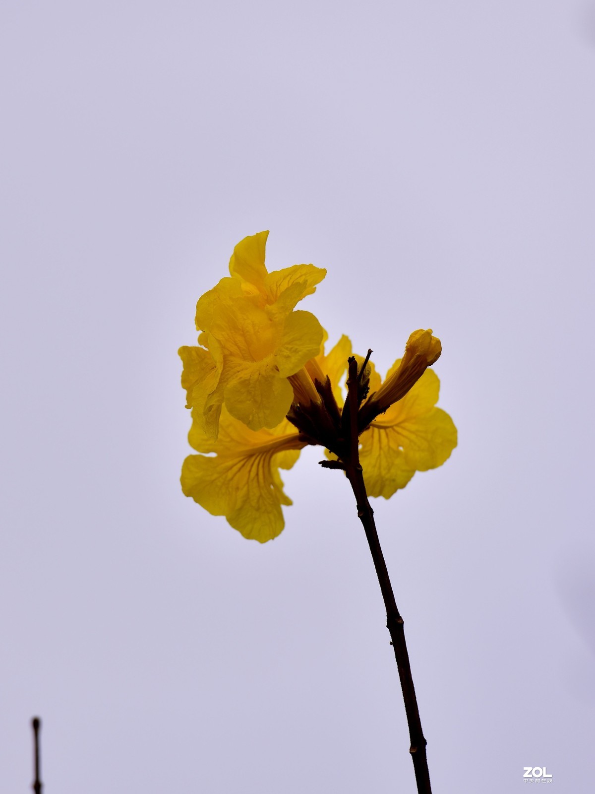 2020大年初一随拍