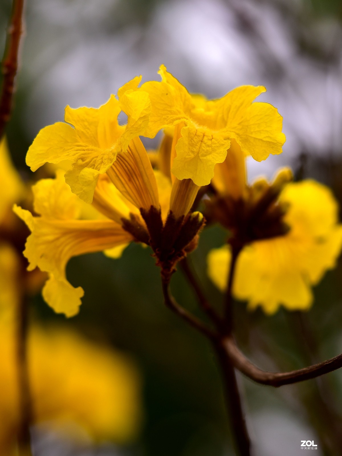 2020大年初一随拍