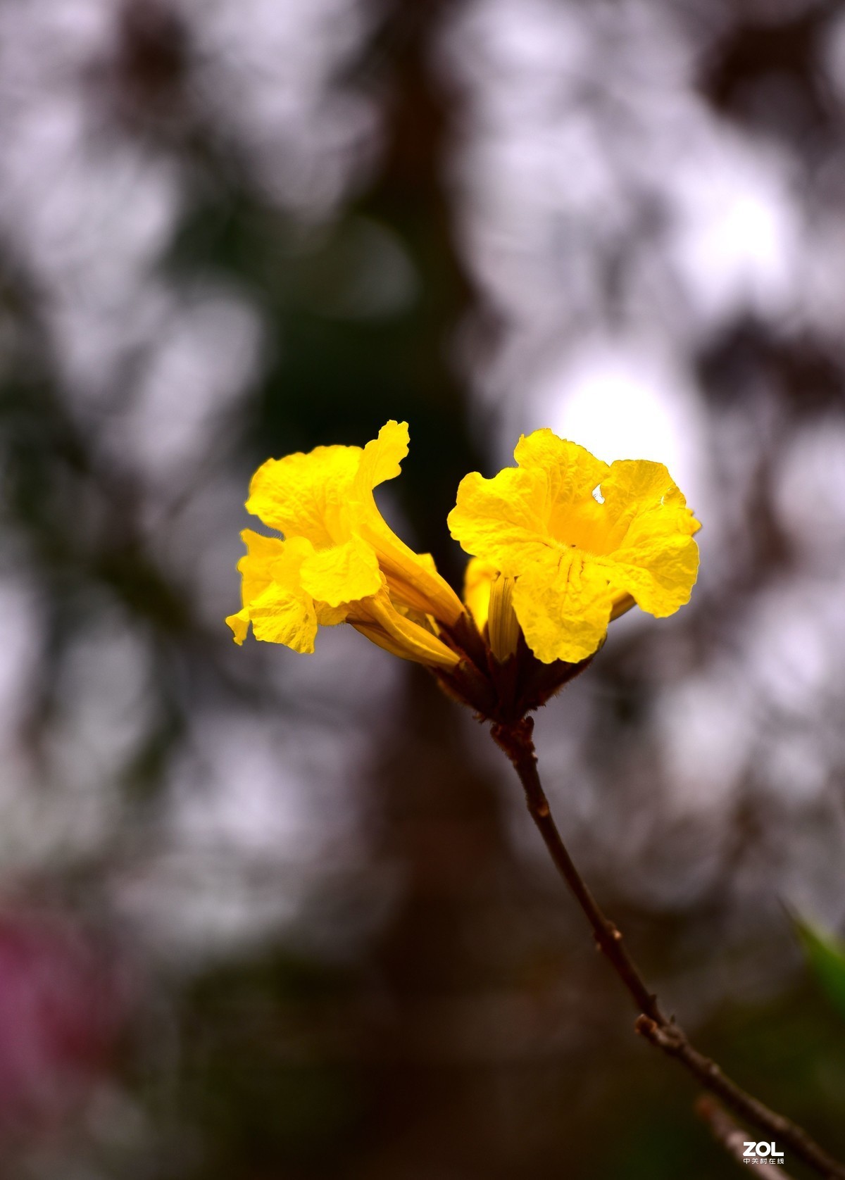 2020大年初一随拍