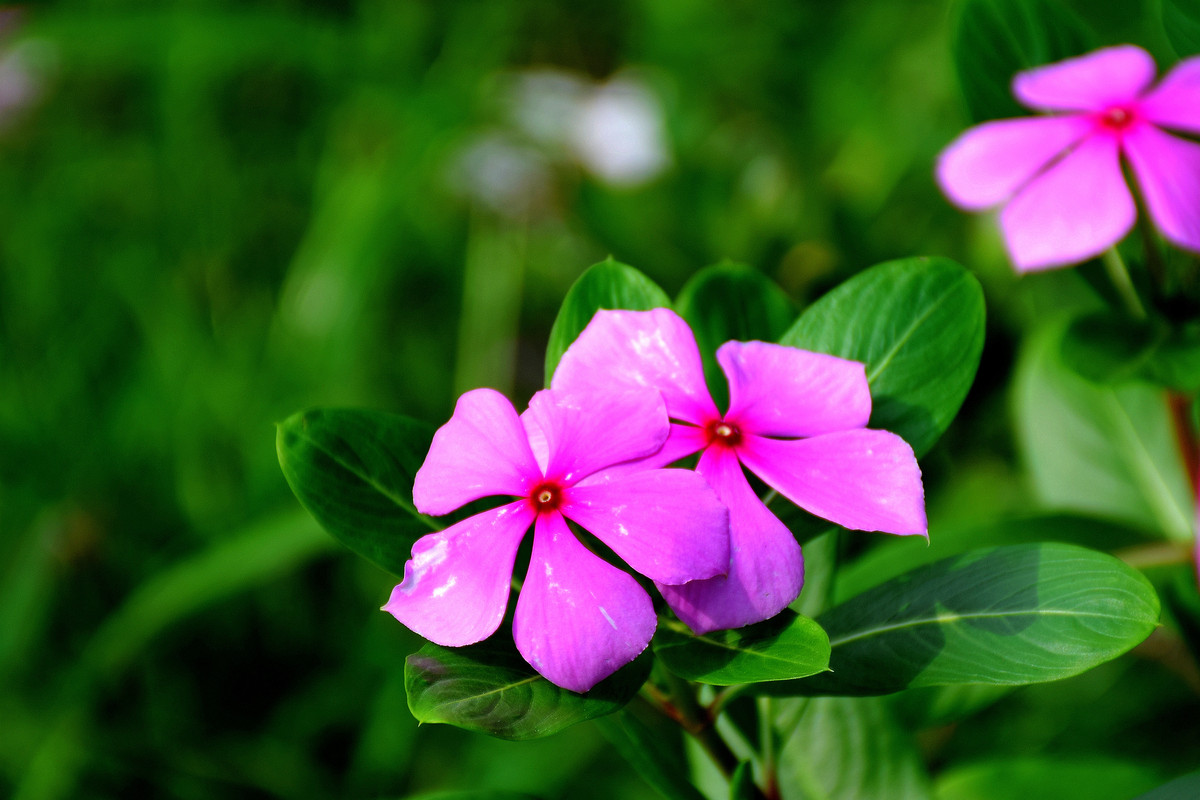 一组长春花-中关村在线摄影论坛