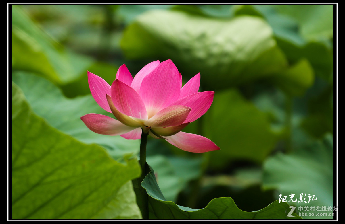 荷花