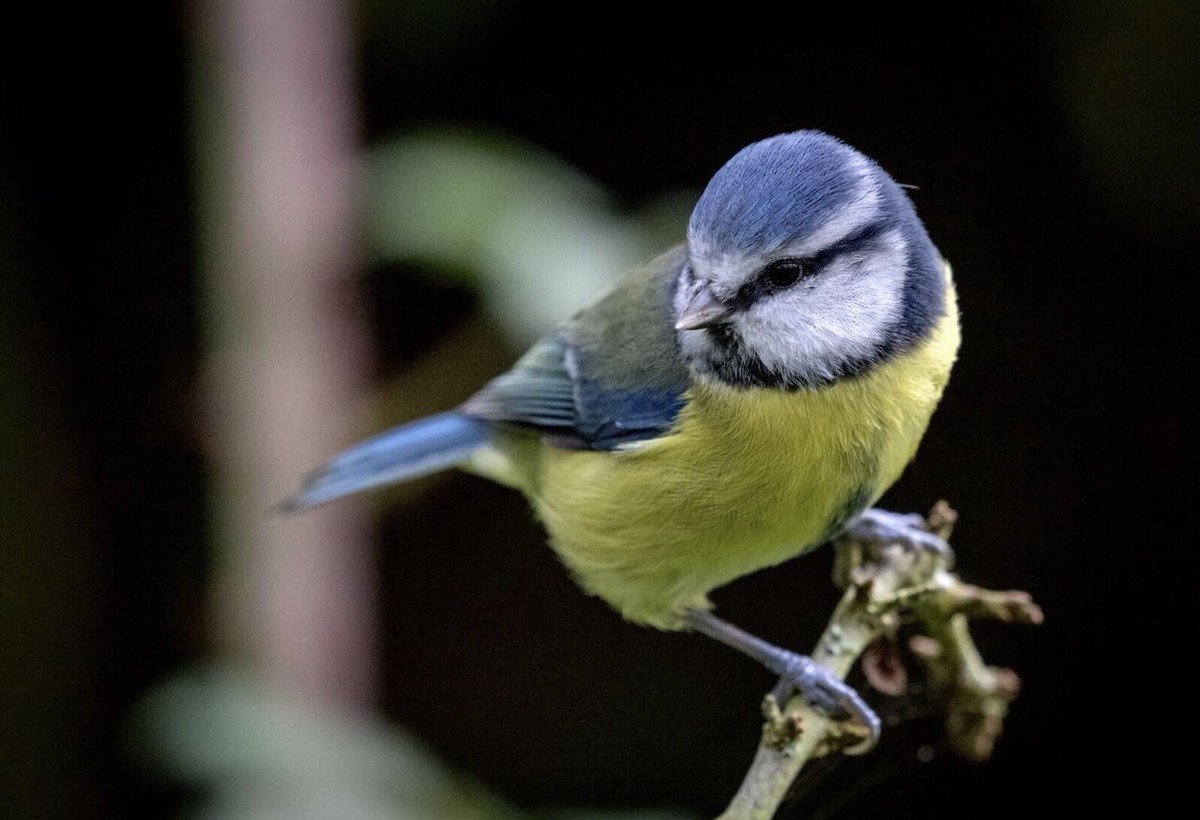 尼康D850高感试拍