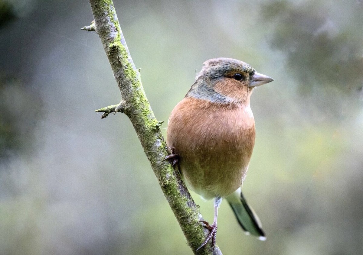 尼康D850高感试拍