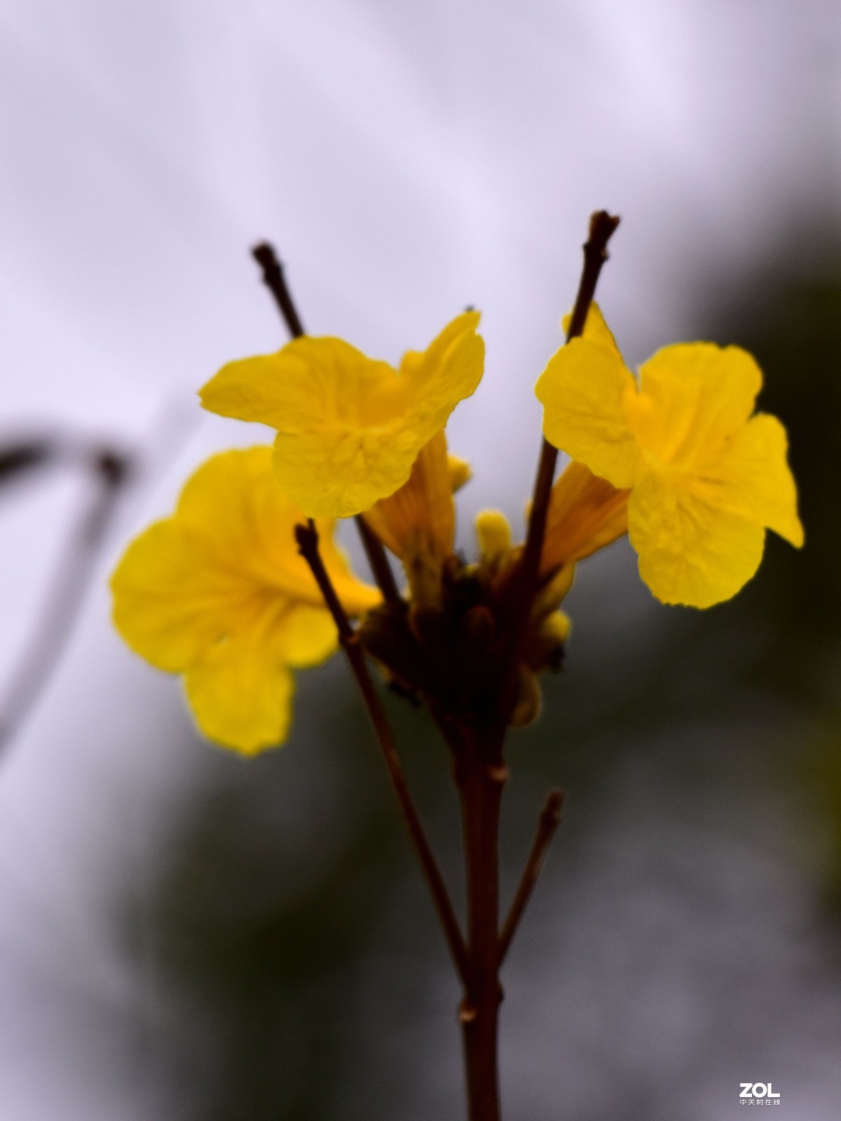 2020大年初一随拍