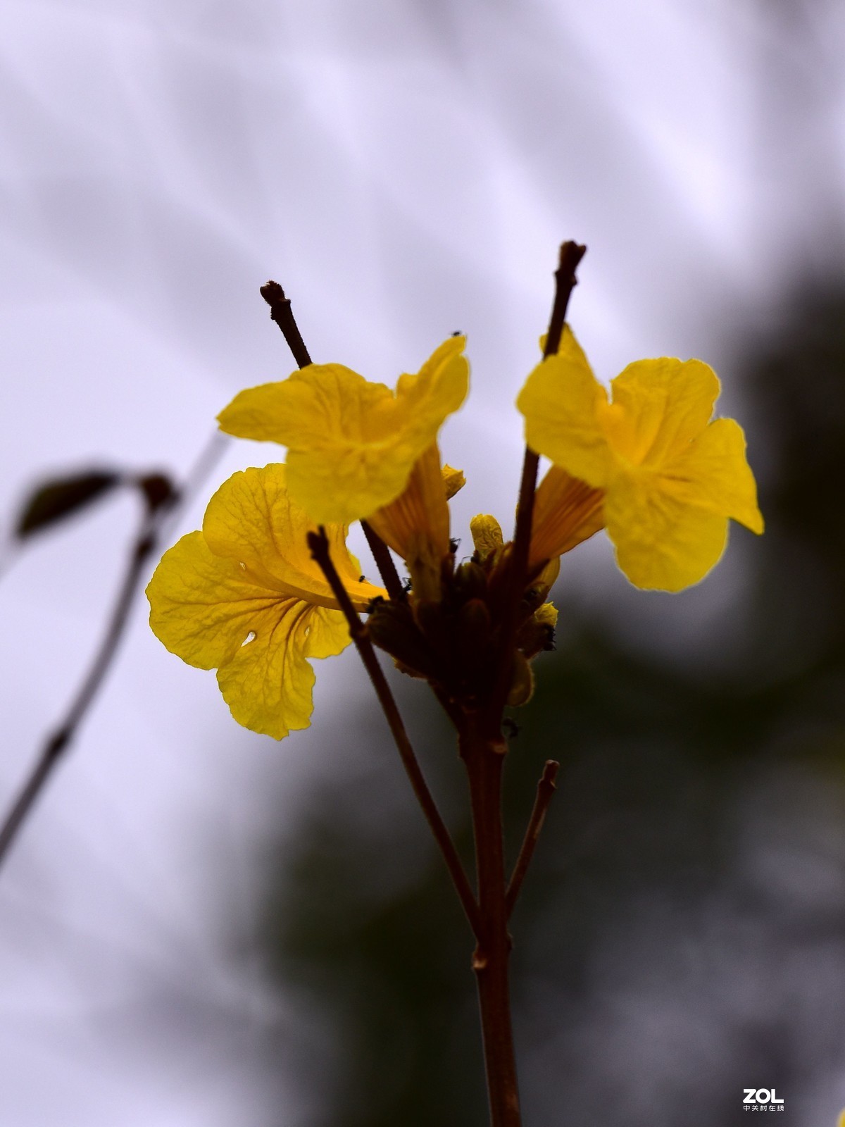 2020大年初一随拍