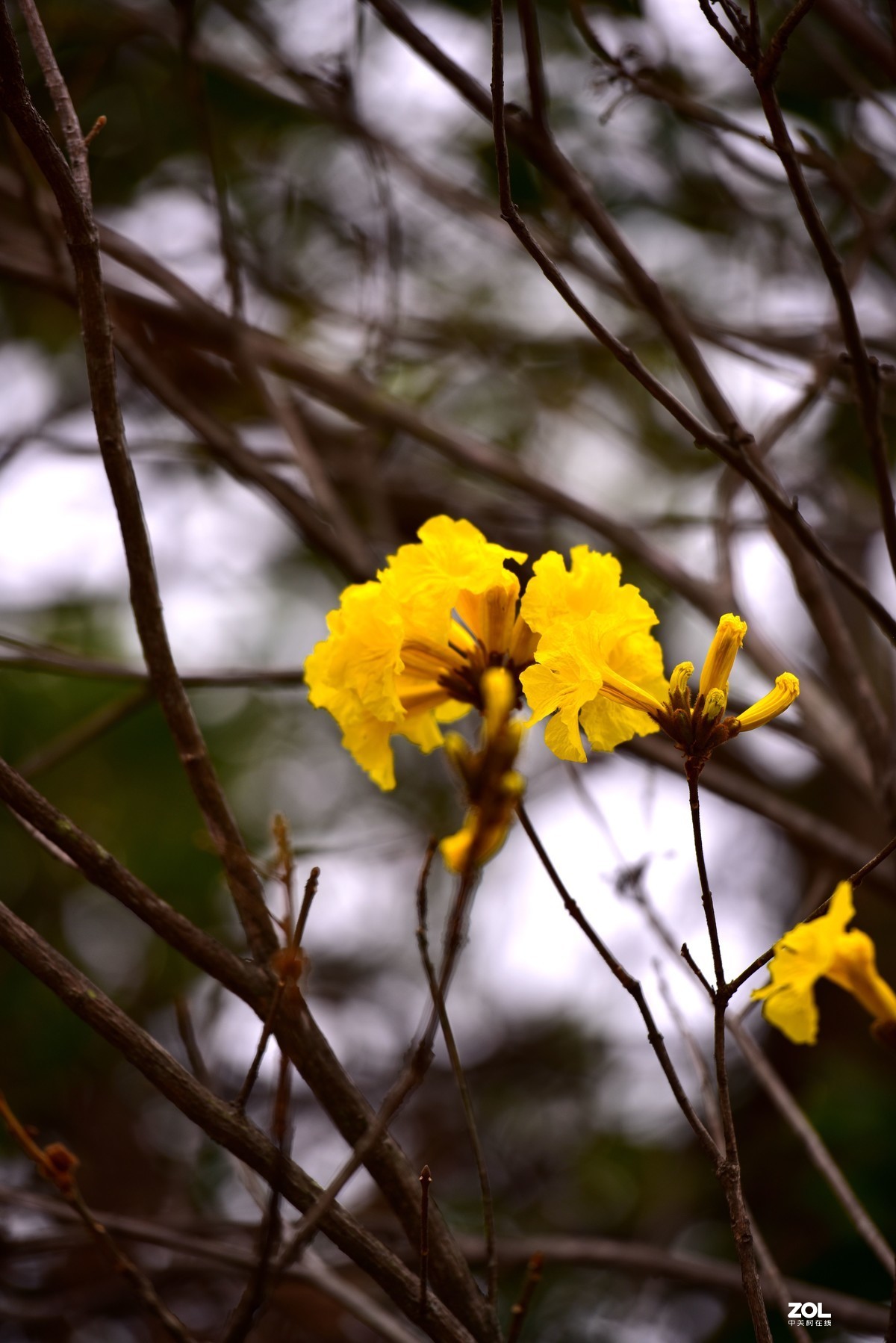 2020大年初一随拍