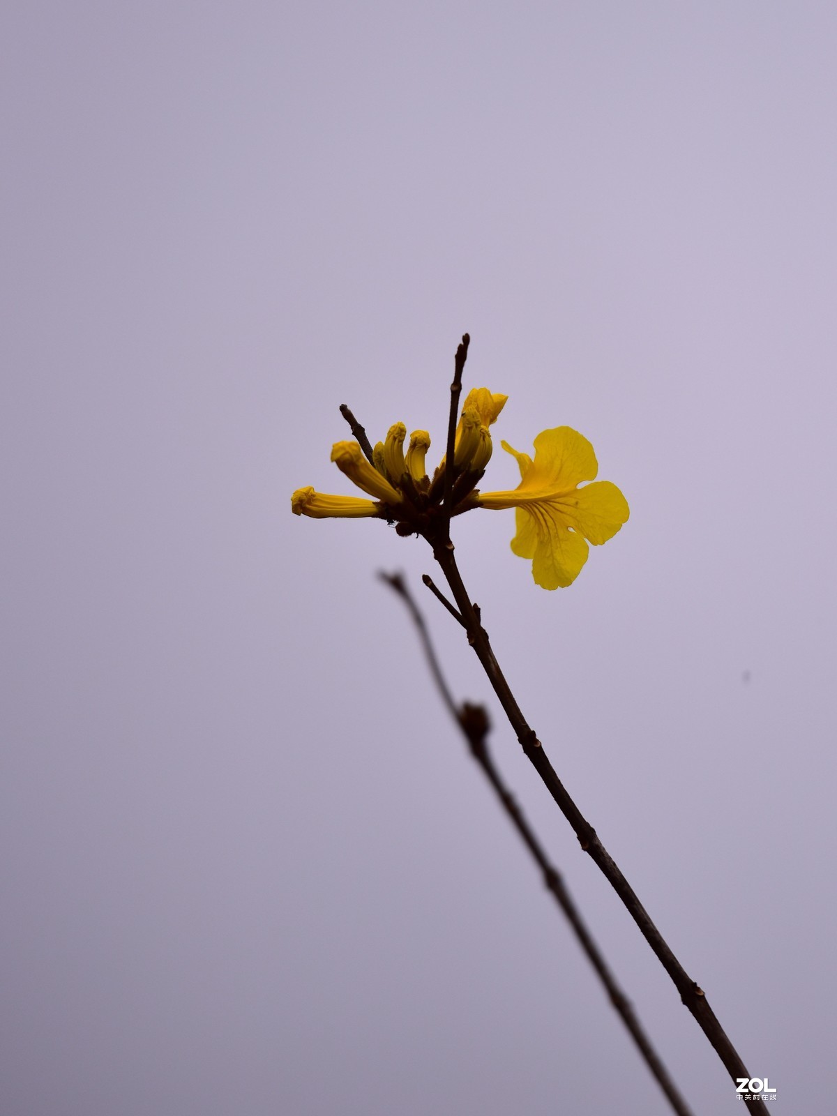 2020大年初一随拍