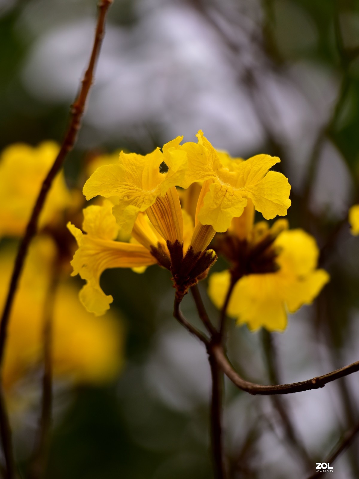 2020大年初一随拍