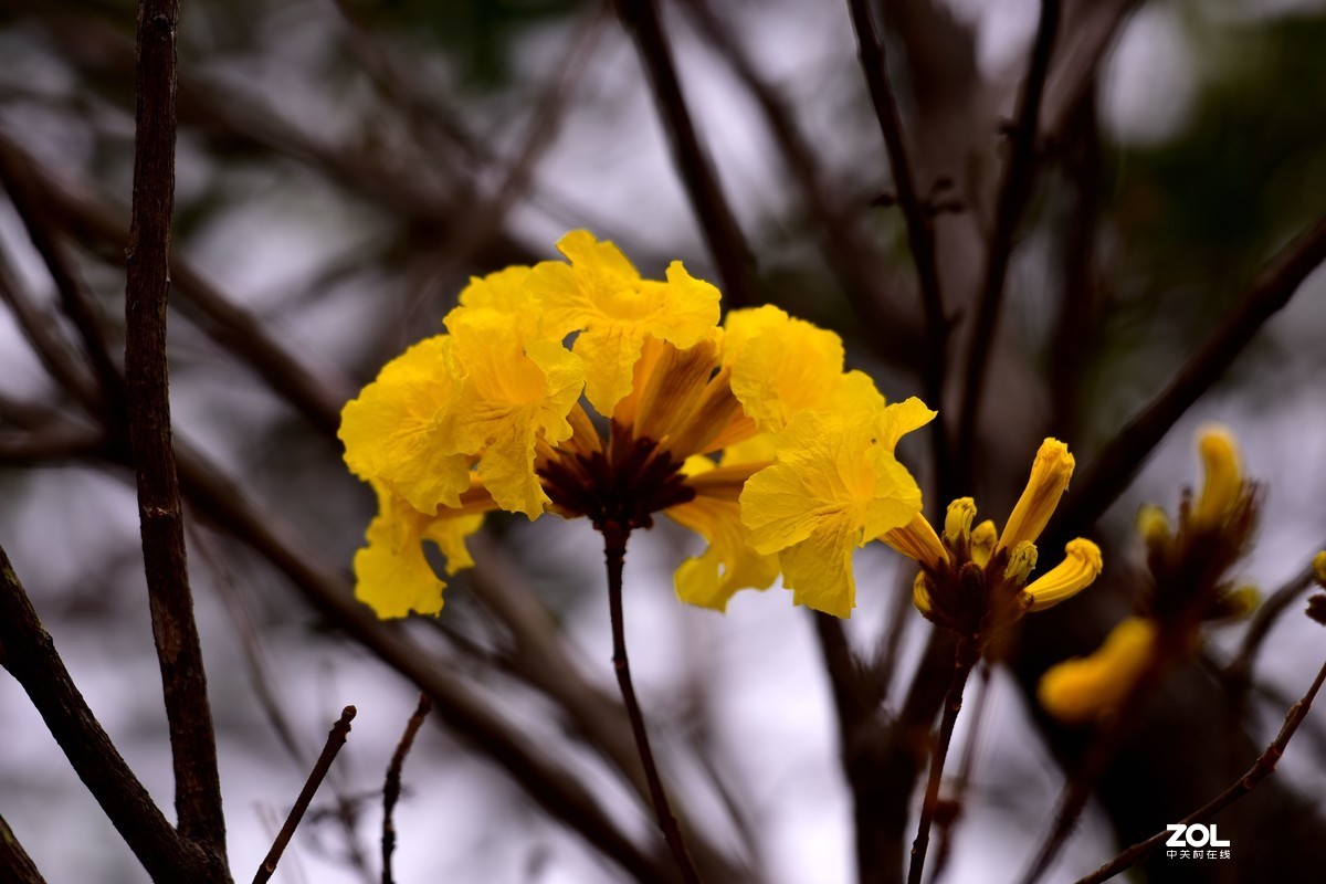 2020大年初一随拍