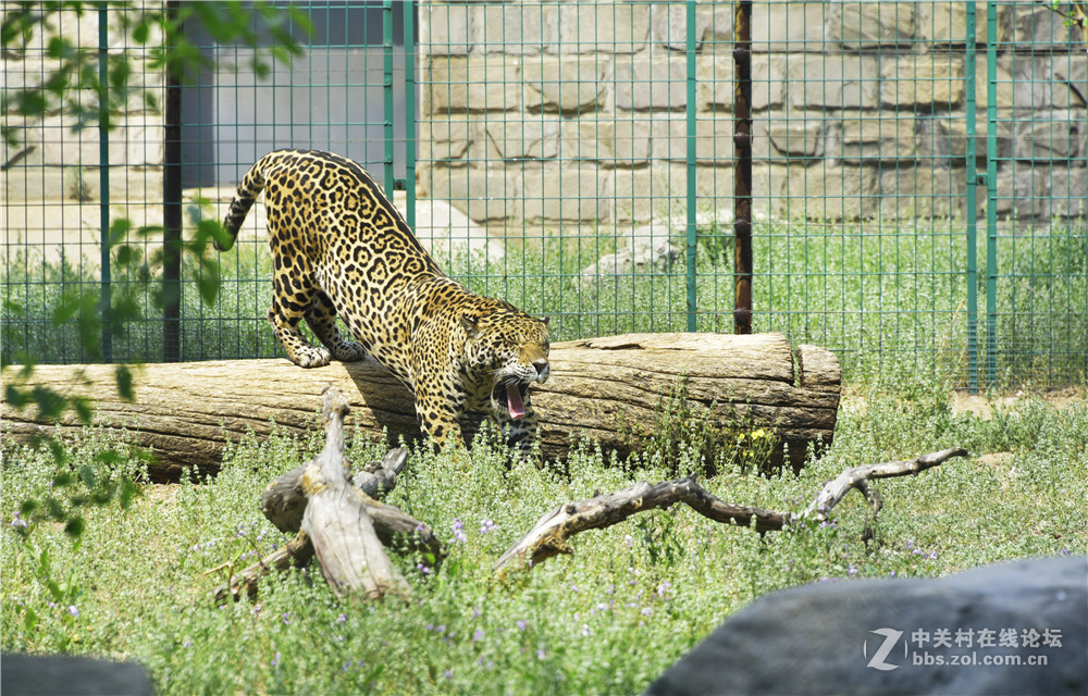 野生動物園