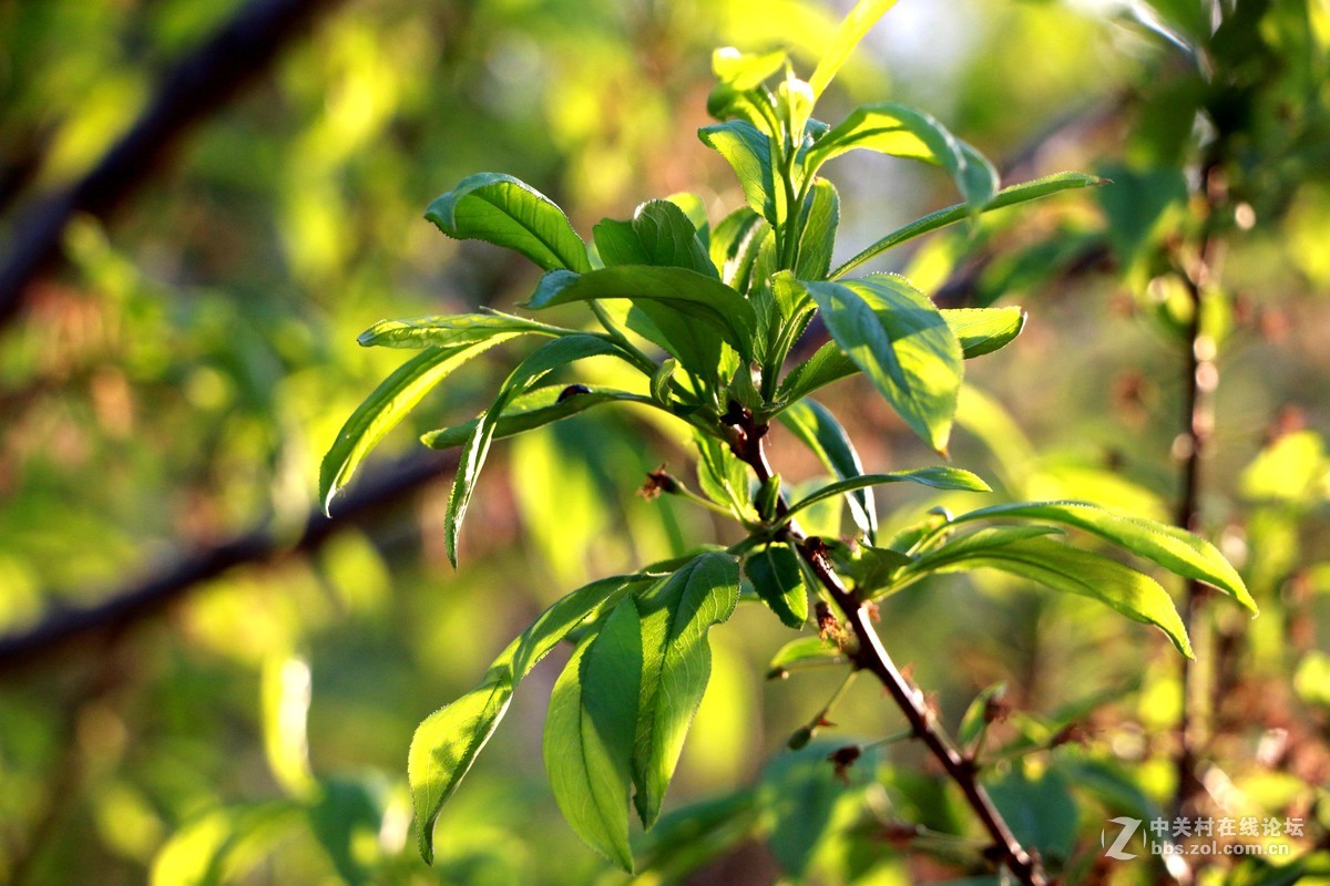 初夏之叶