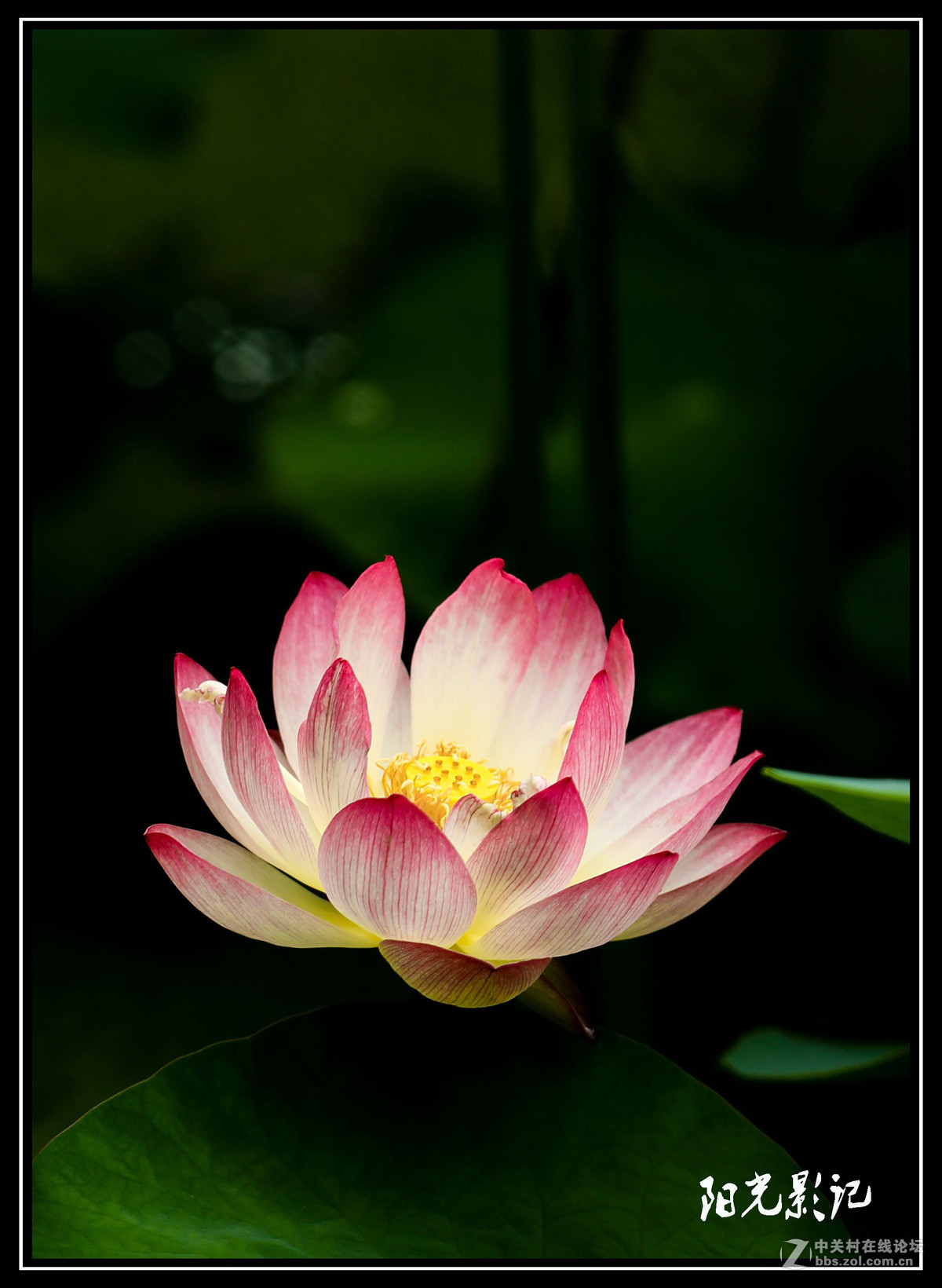 荷花