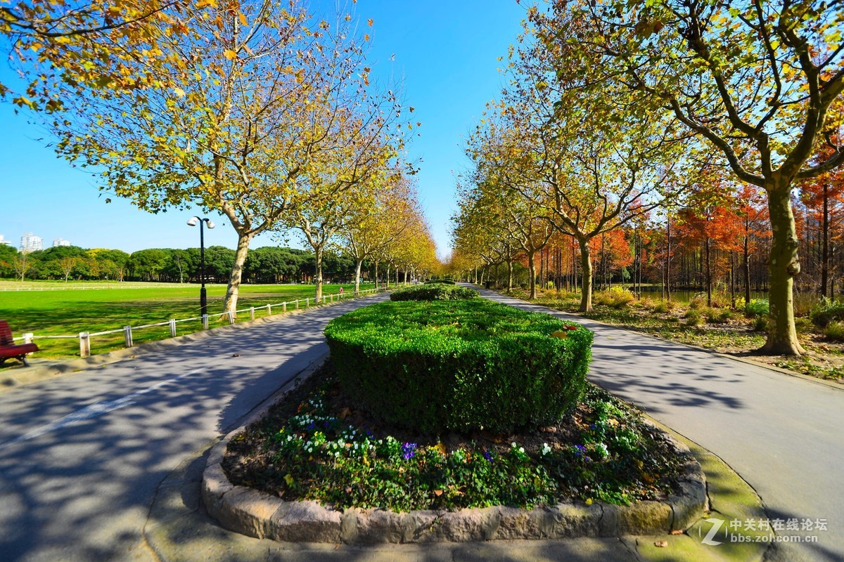 難忘的上海世紀公園秋景