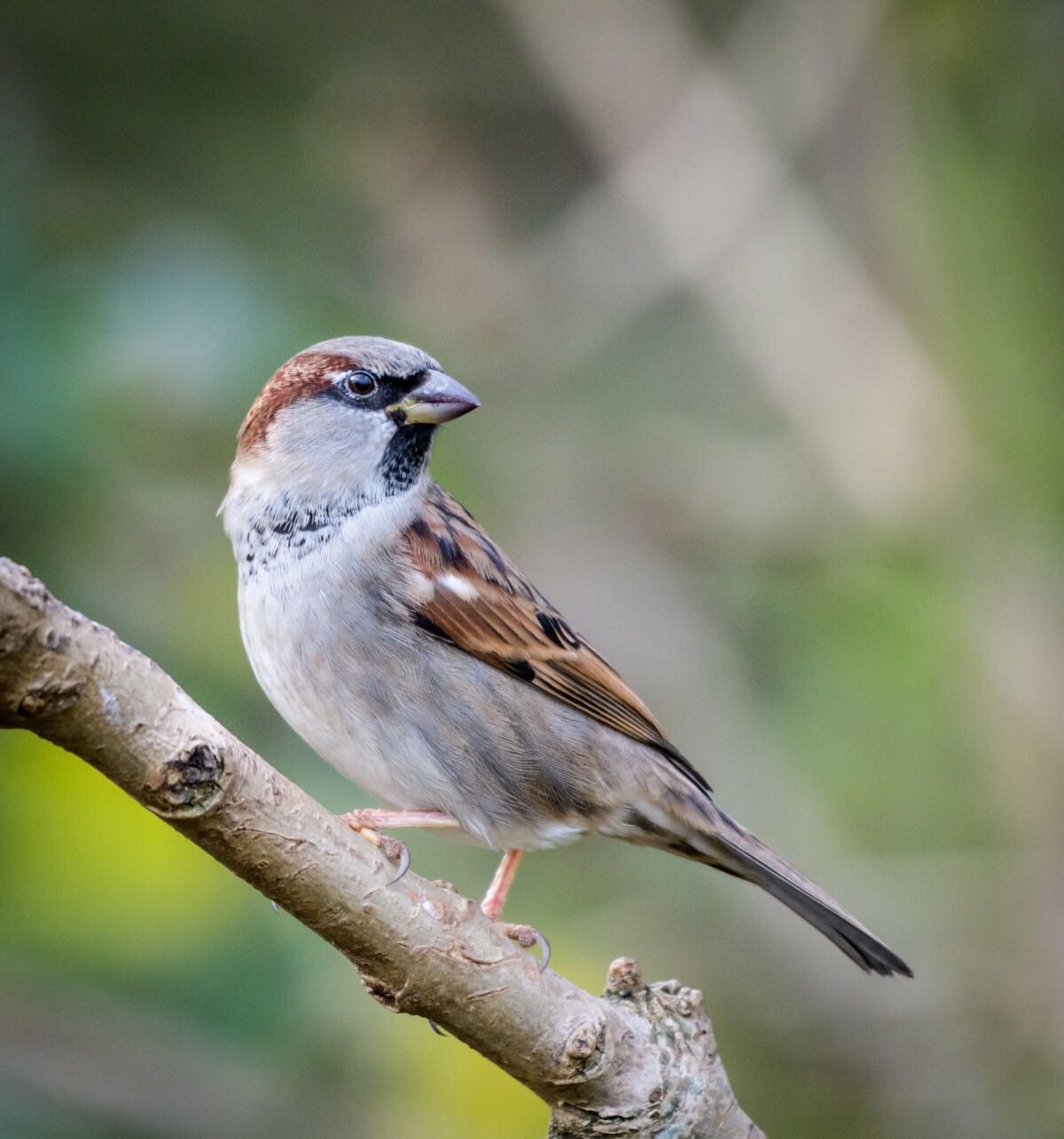 尼康D850高感试拍