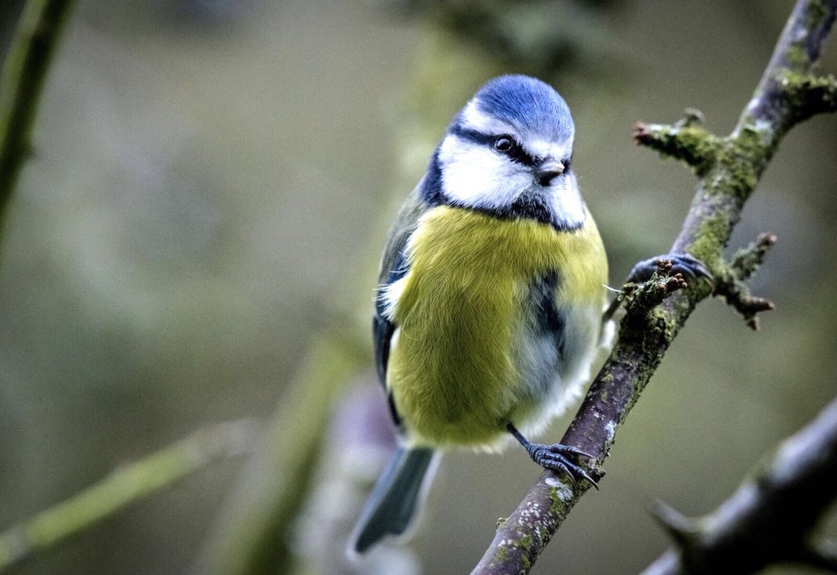 尼康D850高感试拍