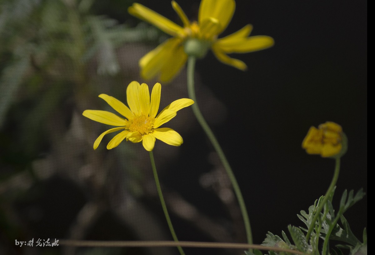 a77春节期间拍拍花