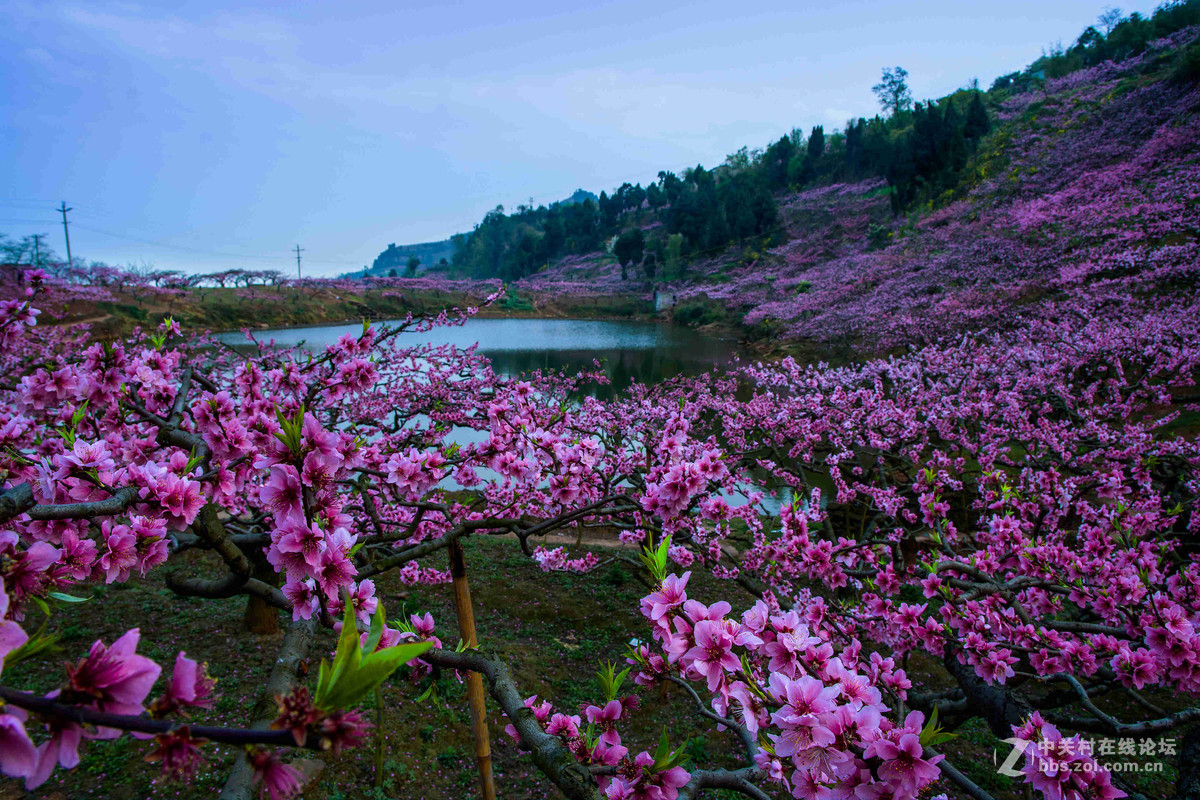 桃花盛开的地方成都市龙泉驿桃花故里