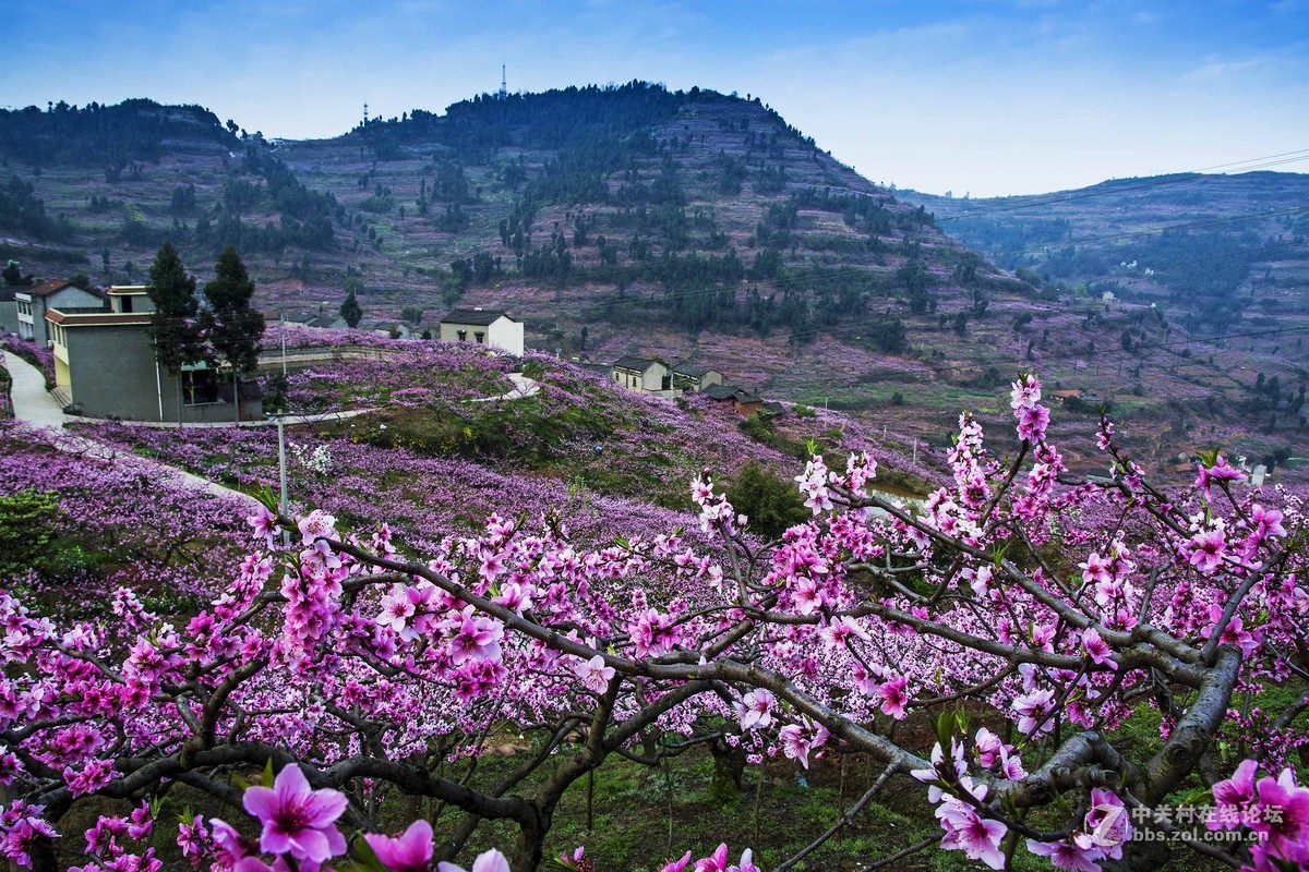 桃花盛開的地方成都市龍泉驛桃花故里