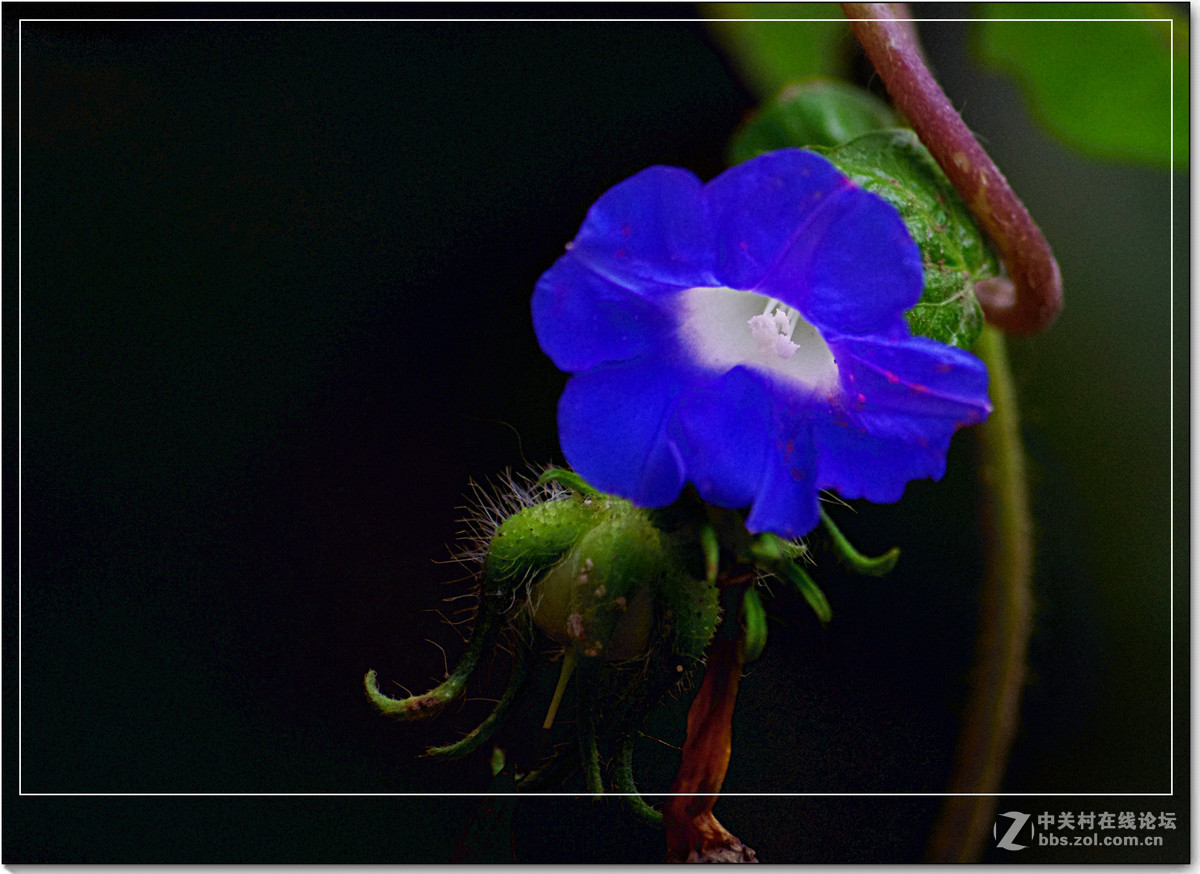 小品习作【牵牛与豆花】