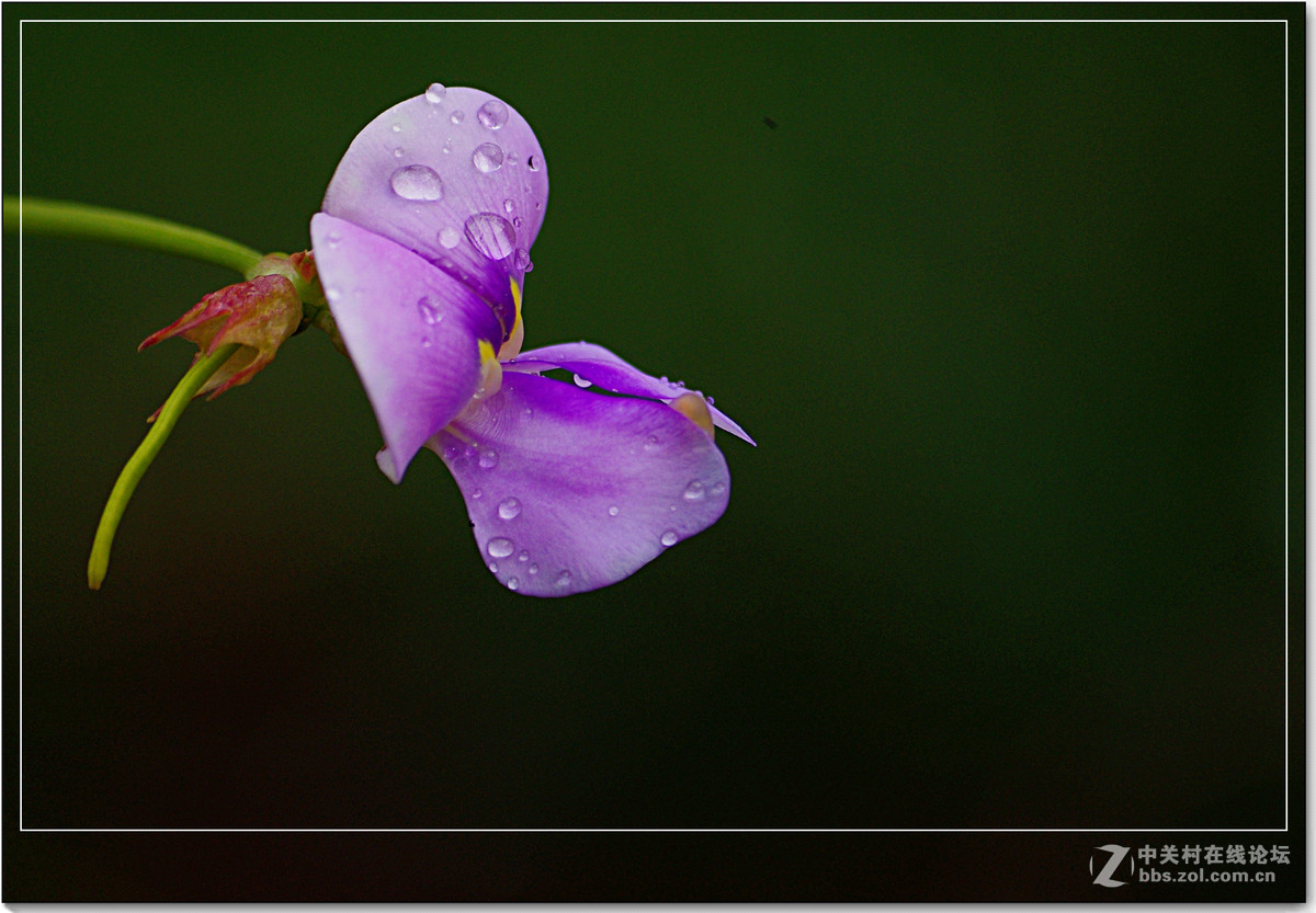 小品习作【牵牛与豆花】