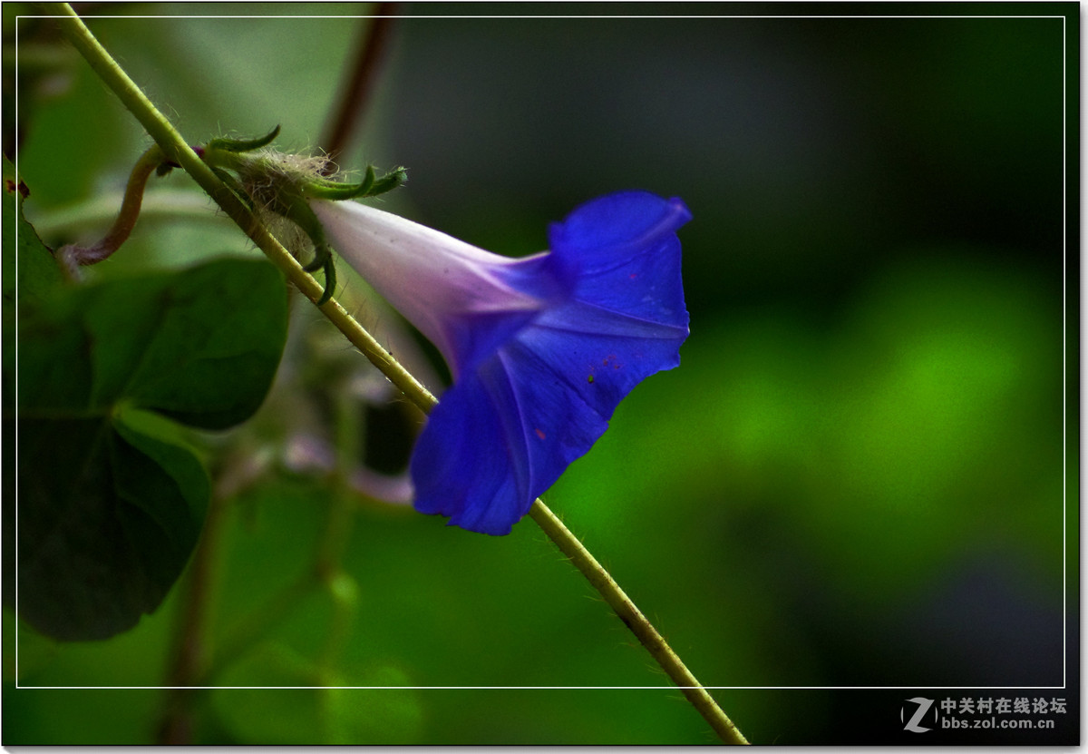 小品习作【牵牛与豆花】