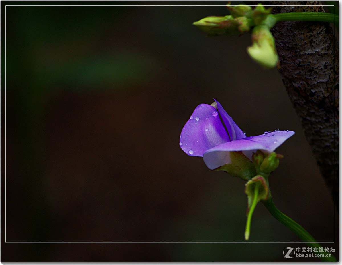 小品习作【牵牛与豆花】