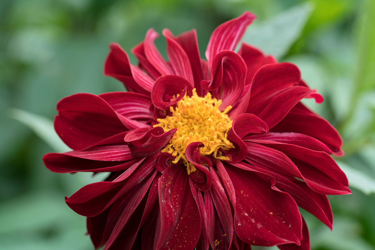 详细介绍Photozone对FE 90mm F2.8/ G OSS Macro的测试（有例照）