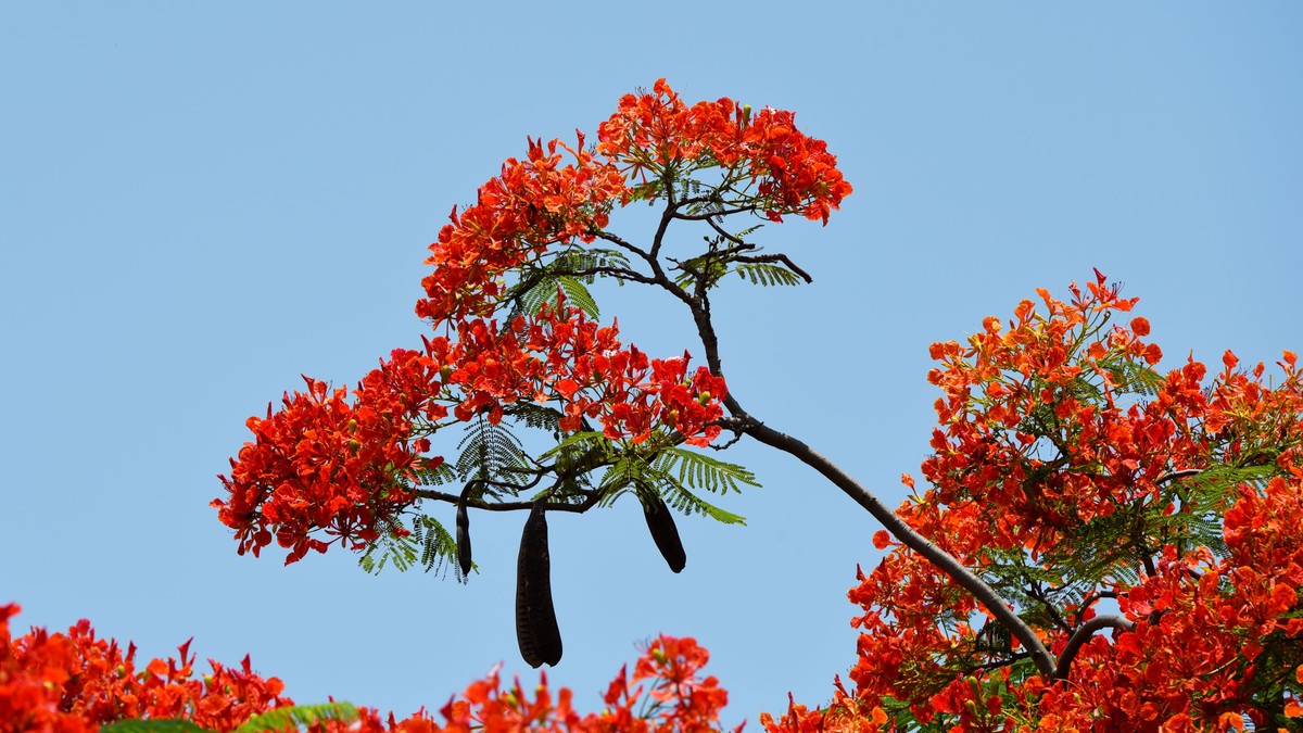 2016金凤花红树林