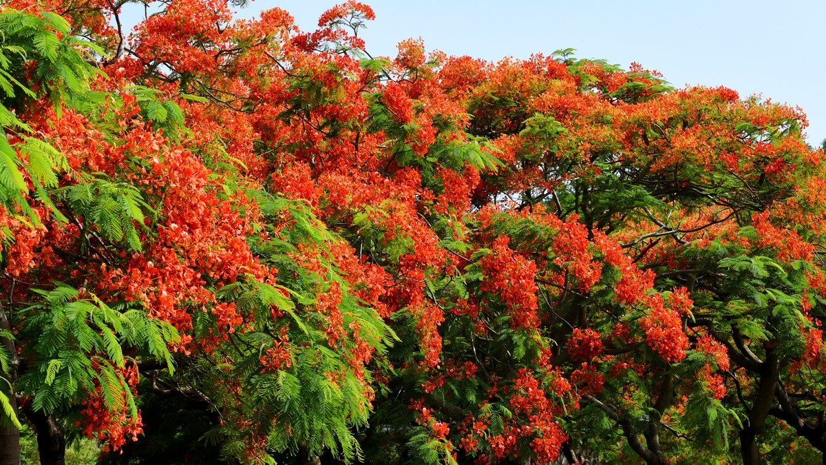 2016金凤花红树林