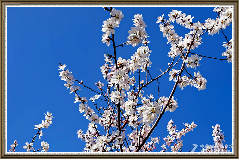 【在那山桃花盛开的地方】