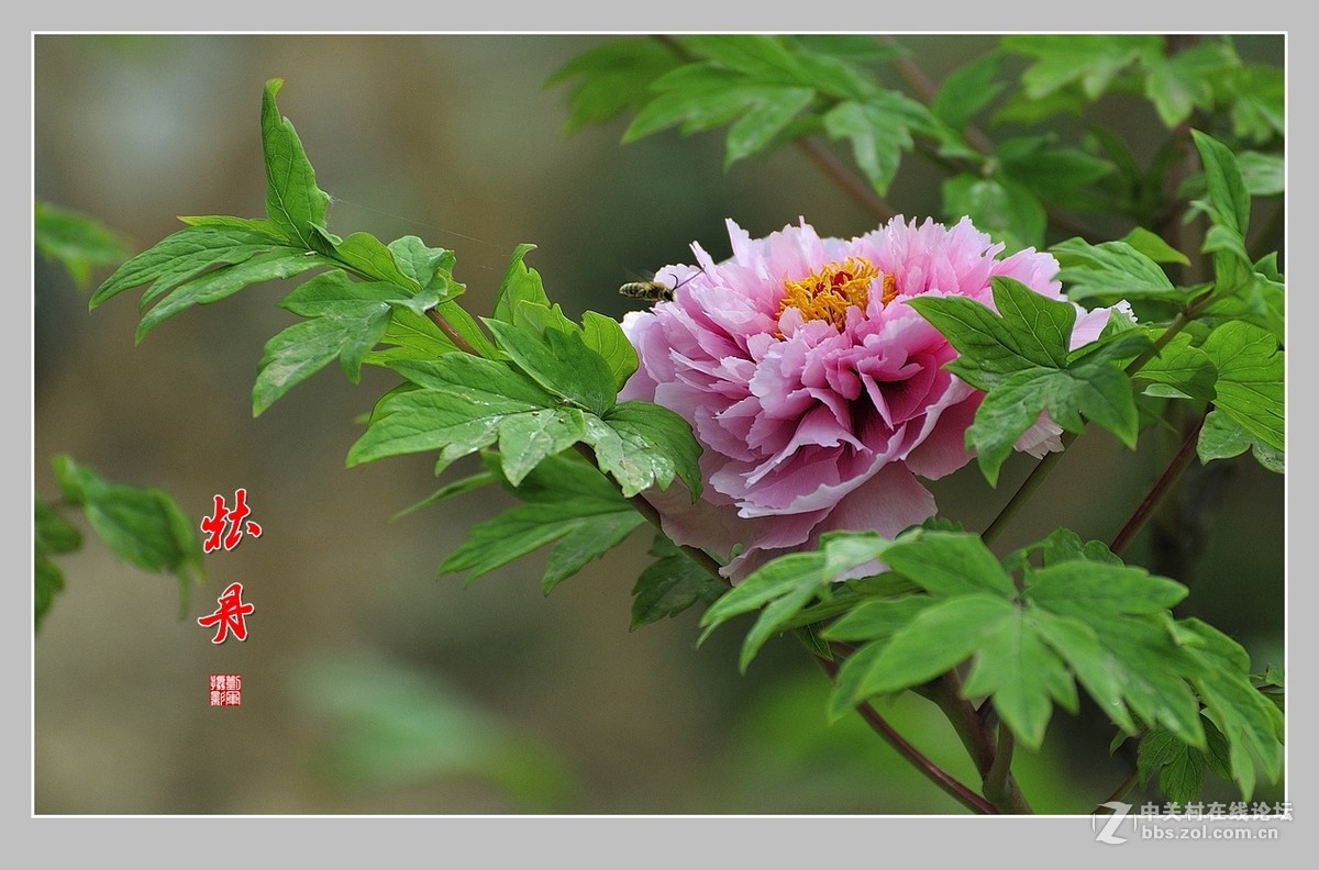 #ZOL月赛-春暖花开#牡丹图（2）