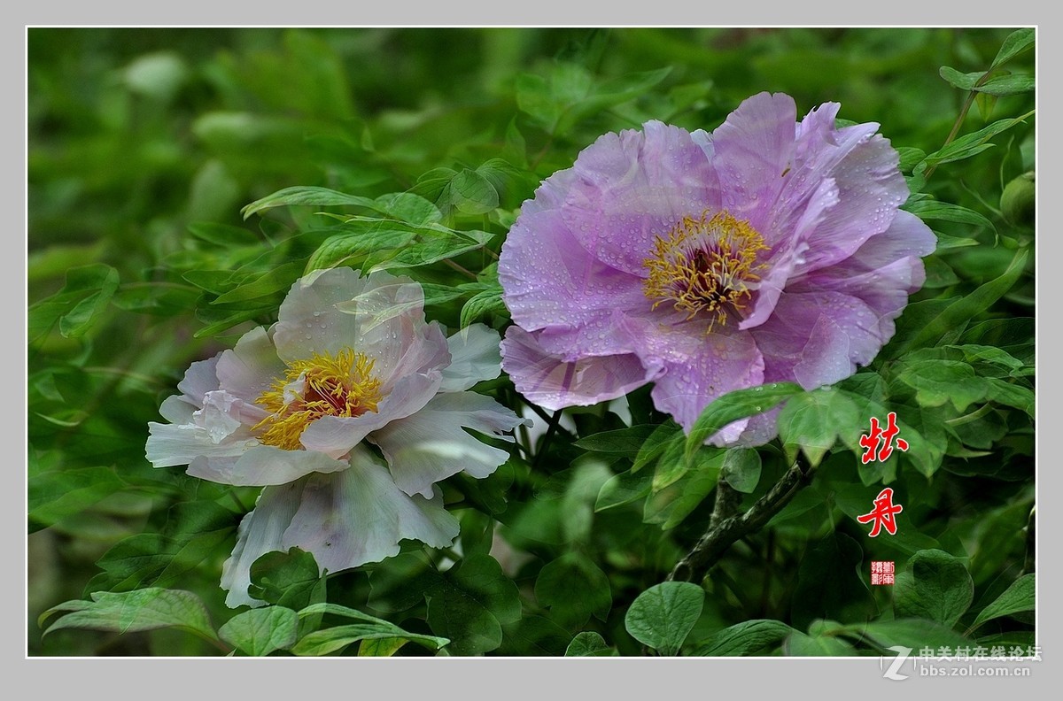 #ZOL月赛-春暖花开#牡丹图（2）