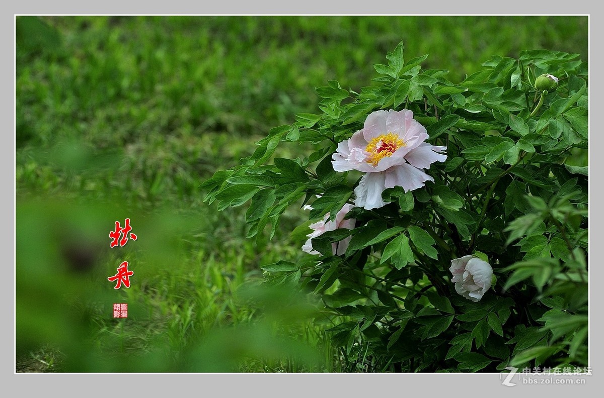 #ZOL月赛-春暖花开#牡丹图（2）