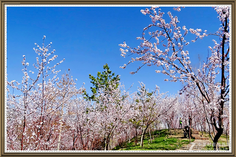 【在那山桃花盛开的地方】
