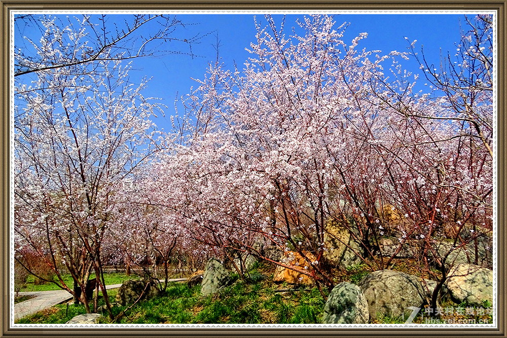 【在那山桃花盛开的地方】