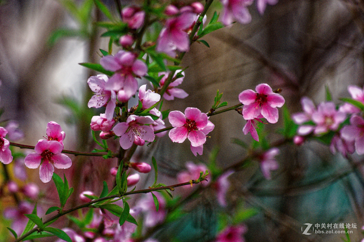 阳春三月万物复苏