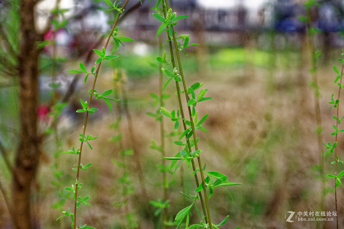 阳春三月万物复苏