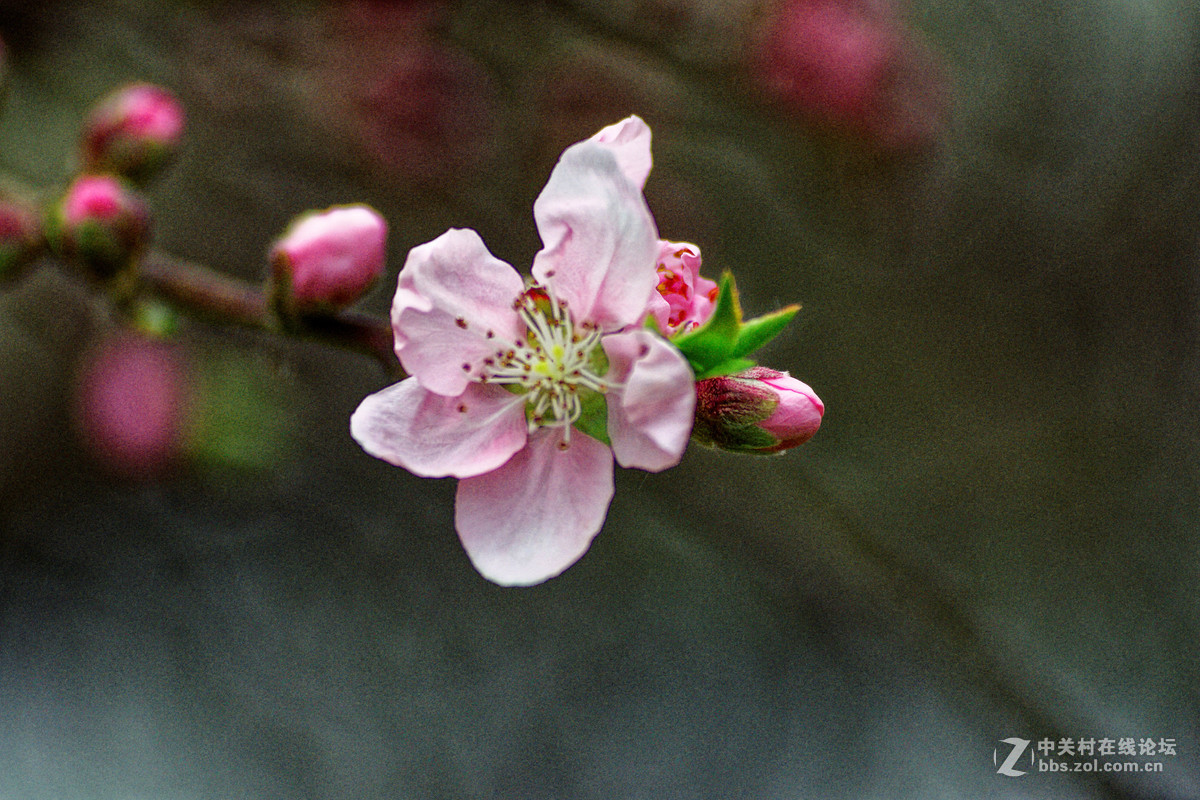 阳春三月万物复苏